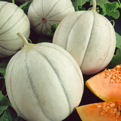 Picture of Melon Charentais